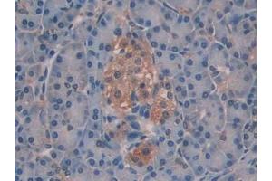 DAB staining on IHC-P; Samples: Human Pancreas Tissue (SIAE 抗体  (AA 22-244))