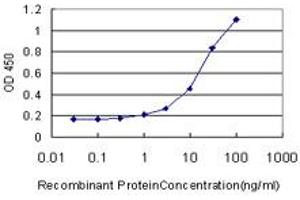 Detection limit for recombinant GST tagged GDF11 is approximately 1ng/ml as a capture antibody. (GDF11 抗体  (AA 310-407))