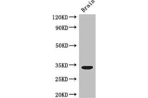 Western Blot Positive WB detected in: Mouse brain tissue All lanes: CCNC antibody at 3 μg/mL Secondary Goat polyclonal to rabbit IgG at 1/50000 dilution Predicted band size: 34, 23 kDa Observed band size: 34 kDa (Cyclin C 抗体  (AA 240-283))