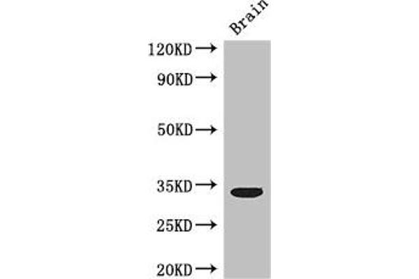 Cyclin C antibody  (AA 240-283)