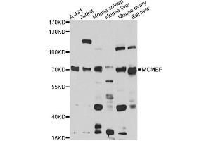 Western blot analysis of extracts of various cell lines, using MCMBP antibody (ABIN6294046) at 1:1000 dilution. (MCMBP 抗体)