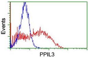 Image no. 1 for anti-Peptidylprolyl Isomerase (Cyclophilin)-Like 3 (PPIL3) antibody (ABIN1500363) (PPIL3 抗体)
