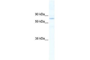 SIN3B antibody (20R-1129) used at 1.