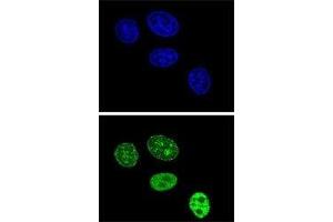 Confocal immunofluorescent analysis of PCNA antibody with HeLa cells followed by Alexa Fluor 488-conjugated goat anti-rabbit lgG (green). (PCNA 抗体  (AA 231-261))