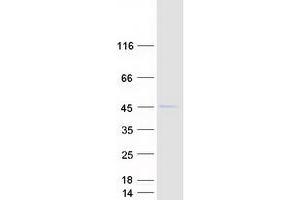 Western Blotting (WB) image for Apolipoprotein B mRNA Editing Enzyme, Catalytic Polypeptide-Like 3F (APOBEC3F) (Transcript Variant 1) protein (Myc-DYKDDDDK Tag) (ABIN2714813)