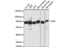 Western blot analysis of extracts of various cell lines, using PLS1 antibody (ABIN6291675) at 1:1000 dilution. (PLS1 抗体)