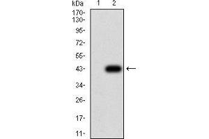 Western blot analysis using MITF mAb against HEK293 (1) and MITF (AA: 1-114)-hIgGFc transfected HEK293 (2) cell lysate.