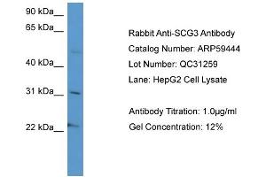WB Suggested Anti-SCG3  Antibody Titration: 0. (SCG3 抗体  (C-Term))