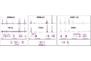 Menin antibody (pAb) tested by ChIP-Seq. (Menin 抗体  (C-Term))