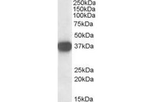 ABIN185372 staining (0.