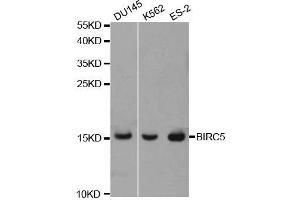 Western blot analysis of extracts of various cell lines, using BIRC5 antibody. (Survivin 抗体  (AA 1-142))