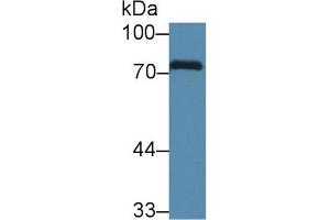 Western Blot; Sample: Human HepG2 cell lysate; Primary Ab: 1µg/ml Rabbit Anti-Rat CALD Antibody Second Ab: 0.