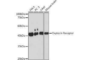Western blot analysis of extracts of various cell lines, using Oxytocin Receptor Rabbit mAb (ABIN7269140) at 1:1000 dilution. (Oxytocin Receptor 抗体)