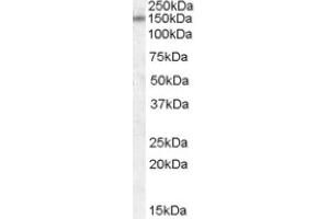 Image no. 1 for anti-Discs, Large Homolog 1 (DLG1) (Internal Region) antibody (ABIN374959) (DLG1 抗体  (Internal Region))