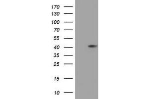 Image no. 1 for anti-Sialidase 1 (Lysosomal Sialidase) (NEU1) (AA 48-315) antibody (ABIN1491552) (NEU1 抗体  (AA 48-315))