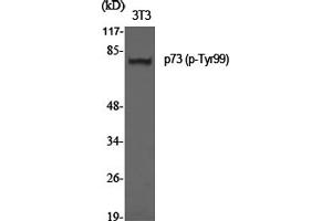 Western Blotting (WB) image for anti-Tumor Protein P73 (TP73) (pTyr99) antibody (ABIN5962703) (Tumor Protein p73 抗体  (pTyr99))