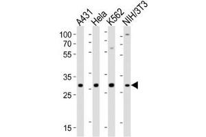 Western blot analysis of lysate from A431, HeLa, K562, mouse NIH3T3 cell line using CDK5 antibody (CDK5 抗体  (AA 254-289))