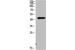 Western Blot analysis of MOUSE-BRIAN cells using Antibody diluted at 1000. (MEK1 抗体  (AA 330-410))