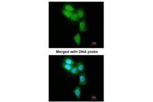 Immunofluorescence (IF) image for anti-Proteasome (Prosome, Macropain) Subunit, beta Type, 8 (Large Multifunctional Peptidase 7) (PSMB8) (Center) antibody (ABIN2856915)