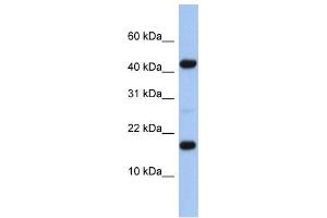 Western Blotting (WB) image for anti-Hypothetical Protein FLJ37543 (FLJ37543) antibody (ABIN2459948) (FLJ37543 抗体)