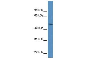 Western Blotting (WB) image for anti-Protein Disulfide Isomerase Family A, Member 6 (PDIA6) (N-Term) antibody (ABIN2784775)