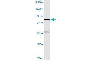 AKAP8 MaxPab polyclonal antibody. (AKAP8 抗体  (AA 1-692))