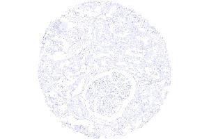Kidney cortex S100P immunostaining is completely lacking in the kidney (Recombinant S100P 抗体  (C-Term))