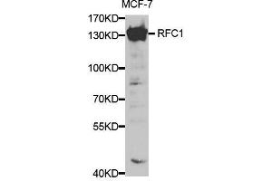 Western blot analysis of extracts of MCF-7 cells, using RFC1 antibody. (RFC1 抗体  (AA 400-700))
