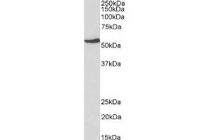ABIN2851820 (1µg/ml) staining of HepG2 lysate (35µg protein in RIPA buffer). (NR5A2 + LRH1 抗体  (AA 328-338))