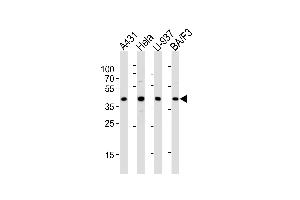 Western blot analysis of lysates from A431, Hela, U-937, BA/F3 cell line (from left to right), using PGK1 Antibody  (ABIN391250 and ABIN2837966). (PGK1 抗体  (AA 305-334))