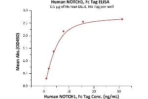 Immobilized Human DLL4, His Tag (ABIN2180972,ABIN2180971) at 5 μg/mL (100 μL/well) can bind Human NOTCH1, Fc Tag (ABIN6973182) with a linear range of 1-8 ng/mL (QC tested). (Notch1 Protein (AA 19-526) (Fc Tag))