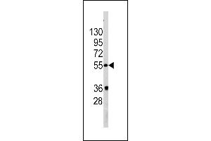 Western blot analysis of PIST Antibody (Center) (ABIN391395 and ABIN2841399) in  cell line lysates (35 μg/lane). (GOPC 抗体  (AA 164-193))