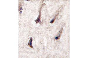 Formalin-fixed and paraffin-embedded human brain tissue reacted with PKC beta2 antibody (C-term), which was peroxidase-conjugated to the secondary antibody, followed by DAB staining. (PKC beta 抗体  (C-Term))