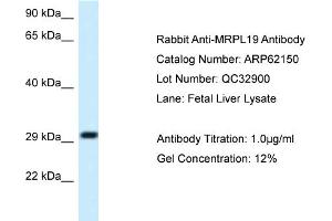 Western Blotting (WB) image for anti-Mitochondrial Ribosomal Protein L19 (MRPL19) (C-Term) antibody (ABIN971176) (MRPL19 抗体  (C-Term))