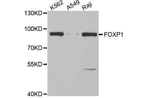 Western blot analysis of extracts of various cell lines, using FOXP1 antibody (ABIN5973033) at 1/1000 dilution. (FOXP1 抗体)