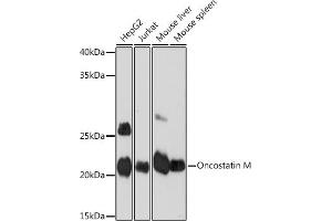 Western blot analysis of extracts of various cell lines, using Oncostatin M Rabbit mAb (ABIN7269099) at 1:1000 dilution. (Oncostatin M 抗体)