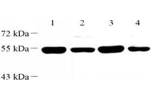 Western blot analysis of WDR37 (ABIN7076217) at dilution of 1: 2000,Lane 1: Mouse brain tissue lysate,Lane 2: Mouse testis tissue lysate,Lane 3: Rat brain tissue lysate,Lane 4: Rat testis tissue lysate (WDR37 抗体)
