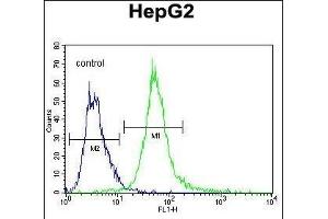 SPDYE1 Antibody (C-term) (ABIN655243 and ABIN2844846) flow cytometric analysis of HepG2 cells (right histogram) compared to a negative control cell (left histogram). (SPDYE1 抗体  (C-Term))