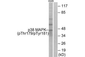 Western blot analysis of extracts from A549 cells, treated with etoposide (25uM, 24hours), using p38 MAPK (Phospho-Thr179+Tyr181) antibody. (MAPK14 抗体  (pThr180, pTyr182))