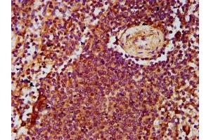IHC image of ABIN7143386 diluted at 1:500 and staining in paraffin-embedded human spleen tissue performed on a Leica BondTM system. (ADGRE2 抗体  (AA 151-323))