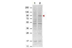 Western Blotting (WB) image for anti-Signal Transducer and Activator of Transcription 5A (STAT5A) (Tyr694) antibody (ABIN400812) (STAT5A 抗体  (Tyr694))