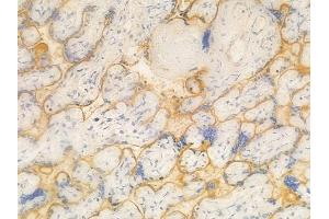 ABIN6261494 and ABIN6269106 at 1/100 staining human normal placenta tissue by IHC-P.