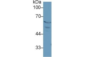 Western Blot; Sample: Rat Placenta lysate; Primary Ab: 1µg/ml Rabbit Anti-Rat PPARg Antibody Second Ab: 0. (PPARG 抗体  (AA 311-493))