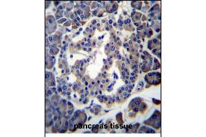 MBOAT4 Antibody (Center) (ABIN656250 and ABIN2845565) immunohistochemistry analysis in formalin fixed and paraffin embedded human pancreas tissue followed by peroxidase conjugation of the secondary antibody and DAB staining. (MBOAT4 抗体  (AA 258-287))