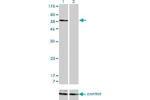 Western blot analysis of SNX1 over-expressed 293 cell line, cotransfected with SNX1 Validated Chimera RNAi (Lane 2) or non-transfected control (Lane 1). (Sorting Nexin 1 抗体  (AA 166-275))