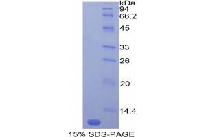 SDS-PAGE analysis of Mouse MCP5 Protein. (Ccl12 蛋白)