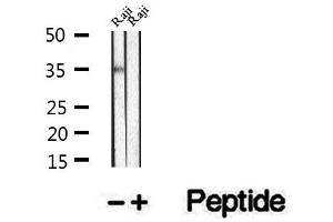 Western blot analysis of extracts of Raji cells, using UFD1L antibody. (UFD1L 抗体  (Internal Region))