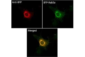 Immunofluorescence (IF) image for anti-BFP Fluorescent Protein antibody (ABIN7273077) (BFP Fluorescent Protein 抗体)