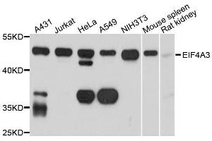 Western blot analysis of extracts of various cell lines, using EIF4A3 antibody. (EIF4A3 抗体  (AA 1-210))