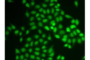 Immunofluorescence (IF) image for anti-Ubiquitin-Conjugating Enzyme E2 Variant 1 (UBE2V1) antibody (ABIN1980332) (UBE2V1 抗体)